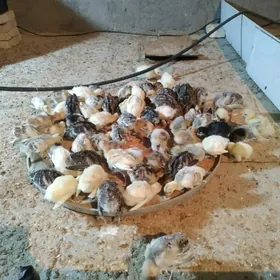 индук уже 15 гунлик