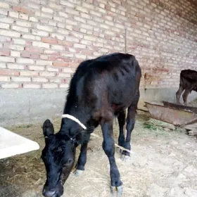 Tohum Öküzler 3 Sanak