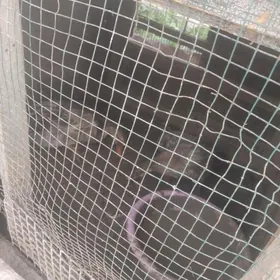 Öy haywanlary ordek