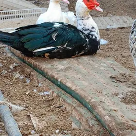 Мускус ордек