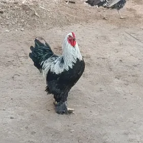 Gara çil Brama horaz.