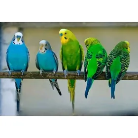 Попугаи totyguş