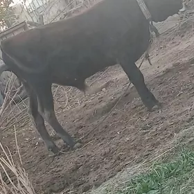 Okuz/Göle/Mal/Öküzce.