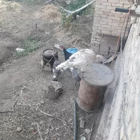 еркек индук