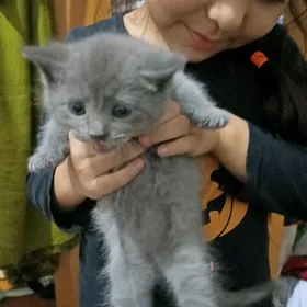 британские котята