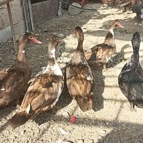 indautkada ordek gaz