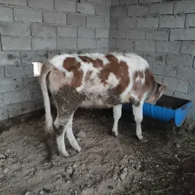 Gulajyn bakylyan 4 sany