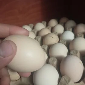 Lohman braun Sandy dominant