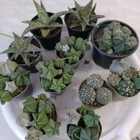 СУККУЛЕНТЫ