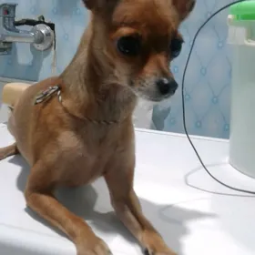 Собака Той терьер.