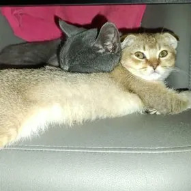 шиншилловые котята