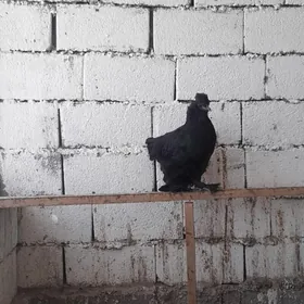 mitis karlik brama balgar