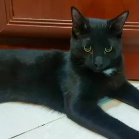 Котик чёрный