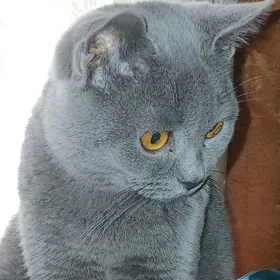 араста шатлан пищик