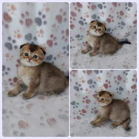 Золотой мальчик