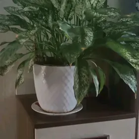 живой цветок аглаонема