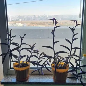 Традесканция  Gül