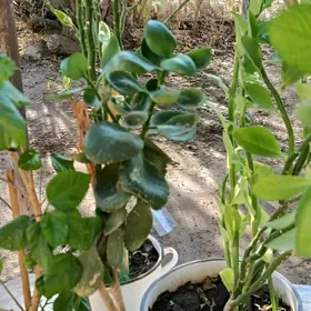 комнатные цветы