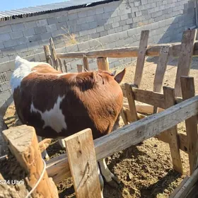 Arasa tuwe mal gozlyanlere