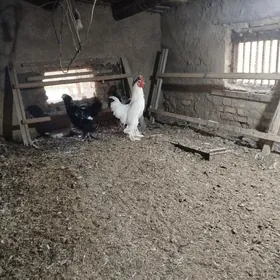 брама хораз