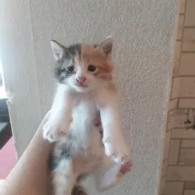 Котята в хорошие руки