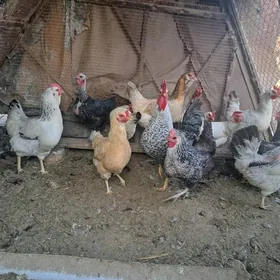 Guzlap duran towuklar