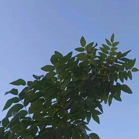 Дары природы