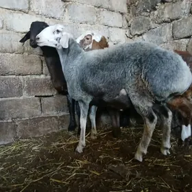 kisar bakylan bicilgi goc