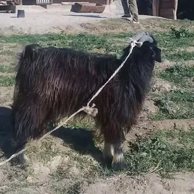 goýunlar we geciler