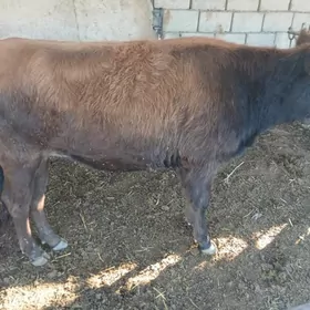 окуз гачарлар