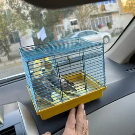 Попугай Корелла