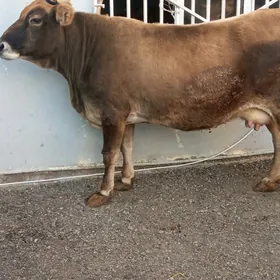 Agyr boğaz hem göleli