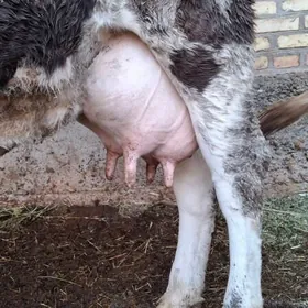 smental saglyk sygyr