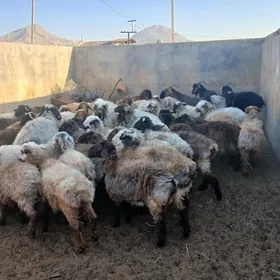 еркеч токлы