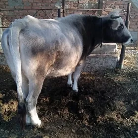 BAKIDA  DURAN   SYGYR