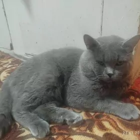 шотландский прямоухий кот