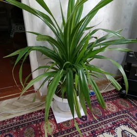 Панданус отростки дешëвые