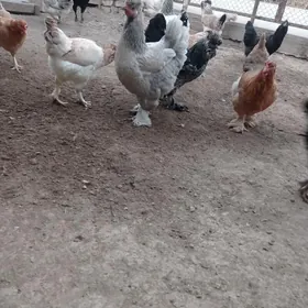 balakly towuklar troykalar