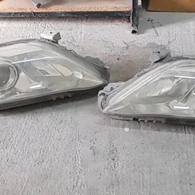 Okuz kelle haliji fara