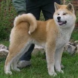 Акита ину