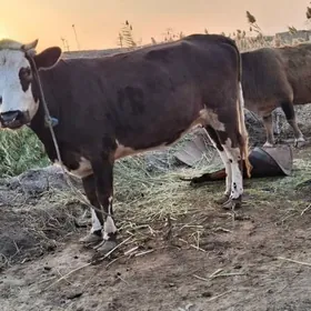 çornyy pyostra yetik bogaz