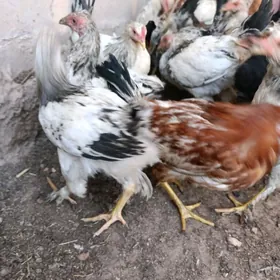 Brama jüyjeler boýny ala