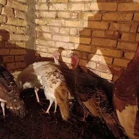 Boýy ýeten induklar 7 aý bolan