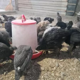 sesarka,gigant brama