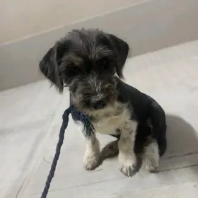 gürji öýde saklanýan