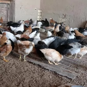 Towuk jüýje 45 günlik