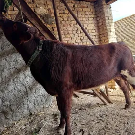 симентал окиз