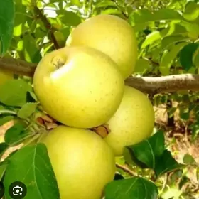 Dürli bag nahallary