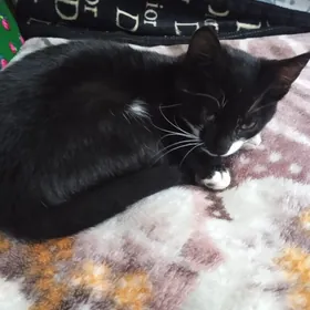 Пишик Котенок