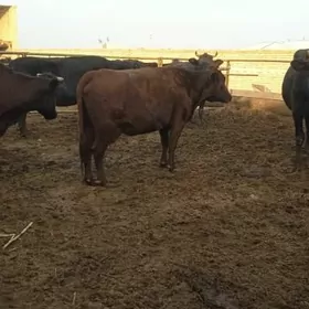 çorny pyostra saglyklar